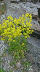 Sisymbrium austriacum