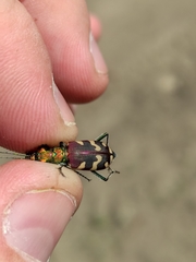 Cicindela coerulea nitida