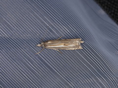 Crambus lathoniellus