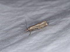 Crambus lathoniellus