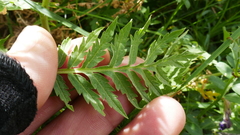 Descurainia tanacetifolia