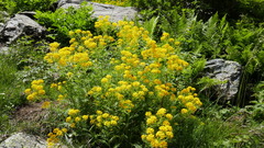 Descurainia tanacetifolia