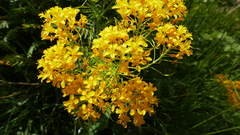 Descurainia tanacetifolia