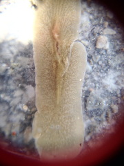 Acotylea
