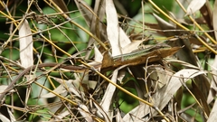 Takydromus septentrionalis