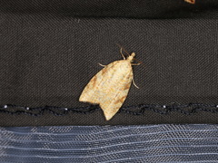 Aleimma loeflingiana