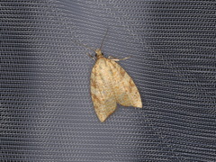 Aleimma loeflingiana