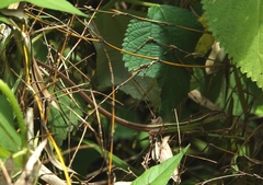 Takydromus septentrionalis