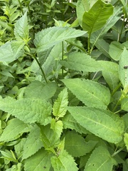 Heliopsis helianthoides