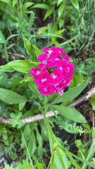 Dianthus barbatus