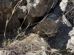 Muhlenbergia wrightii