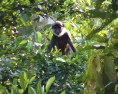 Cercopithecus erythrogaster erythrogaster