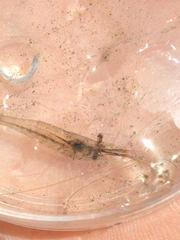 Palaemon macrodactylus