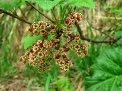 Ribes altissimum
