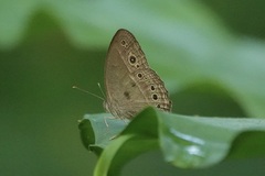Mycalesis perseoides