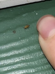 Parapsallus vitellinus