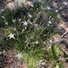 Mt. Dellenbaugh Sandwort - Photo (c) mark-groeneveld, some rights reserved (CC BY), uploaded by mark-groeneveld