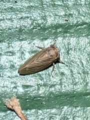 Agallia quadripunctata