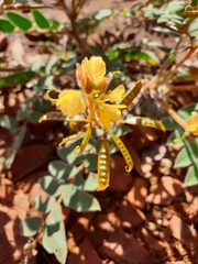 Senna notabilis