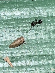 Agallia quadripunctata