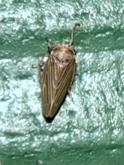 Agallia quadripunctata