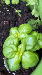 Ocimum basilicum