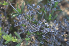 Ruschia subpaniculata