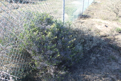 Ruschia subpaniculata