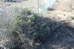 Ruschia subpaniculata