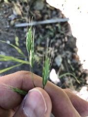 Bromus hordeaceus