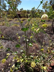 Cephalaria leucantha