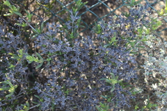 Ruschia subpaniculata