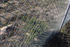 Ruschia subpaniculata