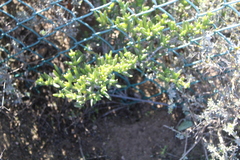 Ruschia subpaniculata