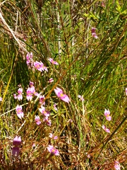 Stylidium fluminense