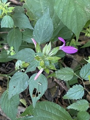 Dicliptera clinopodia