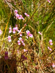 Stylidium fluminense