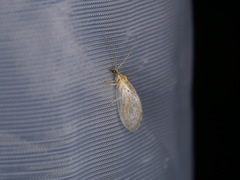 Hemerobius humulinus