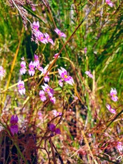 Stylidium fluminense
