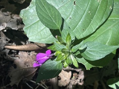 Dicliptera clinopodia