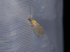 Hemerobius humulinus