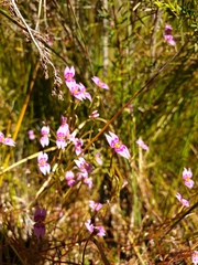 Stylidium fluminense