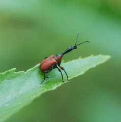 Apoderus jekelii