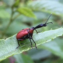 Apoderus jekelii