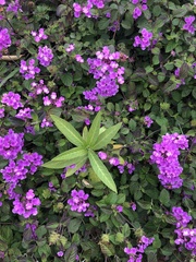 Asclepias curassavica