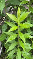 Solidago rugosa