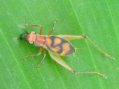 Phylloscyrtus
