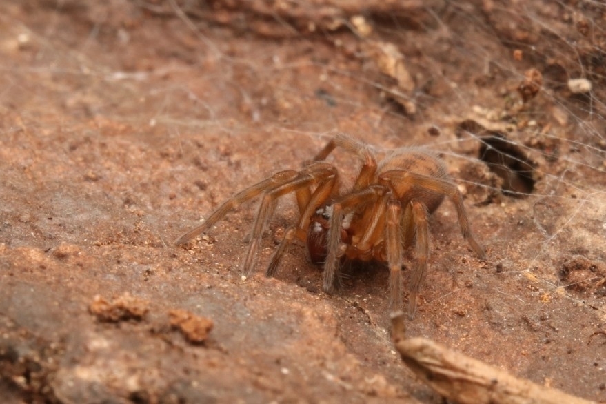 Bennett's Laceweaver