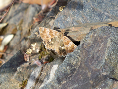 Muschampia baeticus