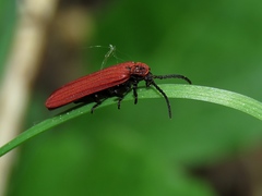 Dictyoptera aurora